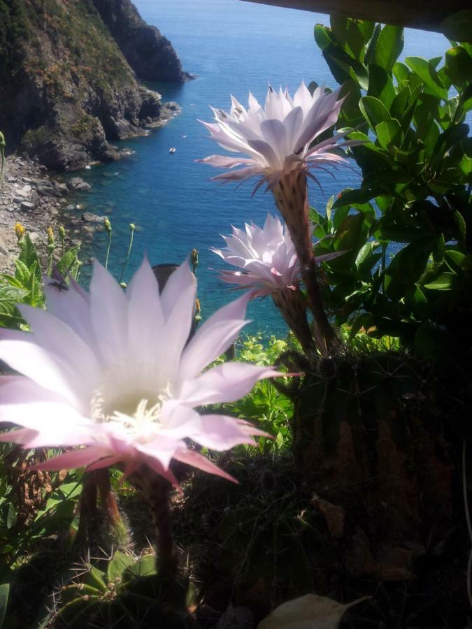 5 Terre For You Riomaggiore Eksteriør bilde